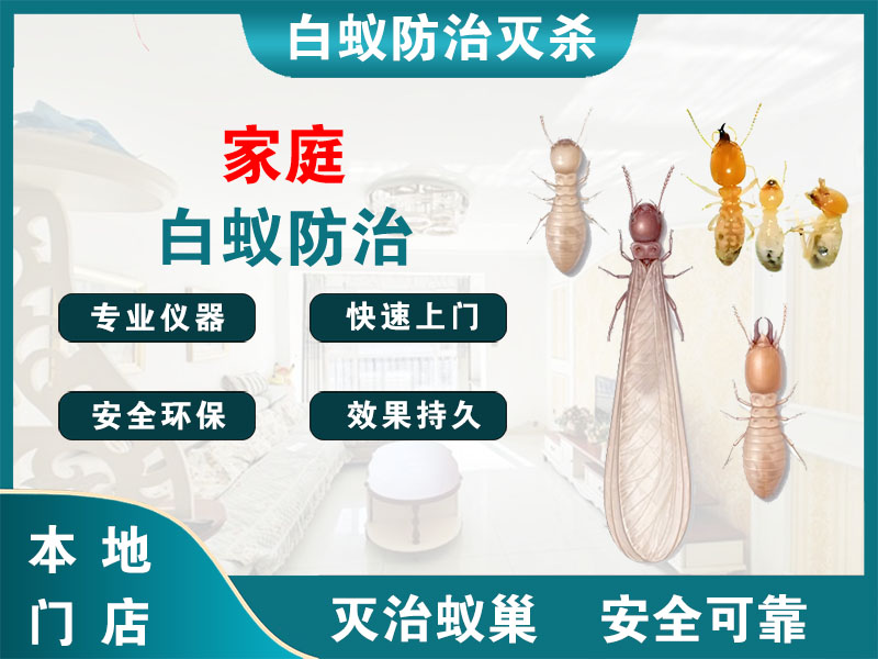 兴化家庭白蚁防治