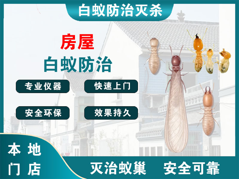 兴化房屋白蚁防治